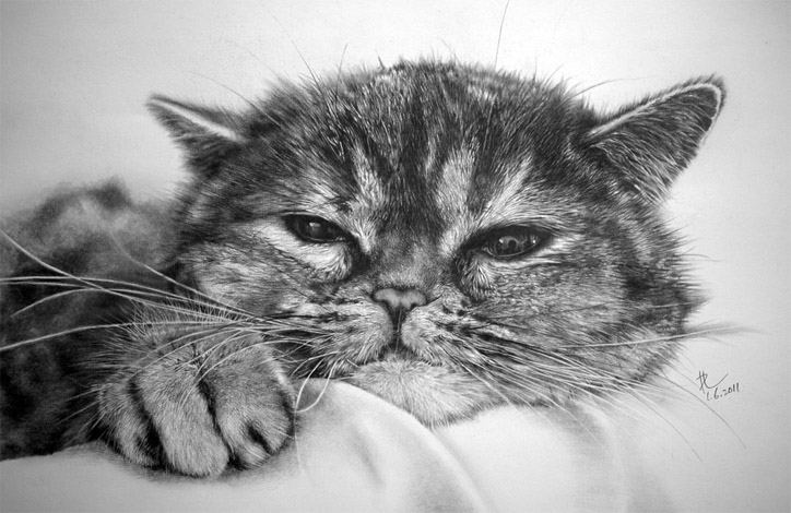Чёрно-белые рисунки и картинки кошек, котиков - коллекция 13