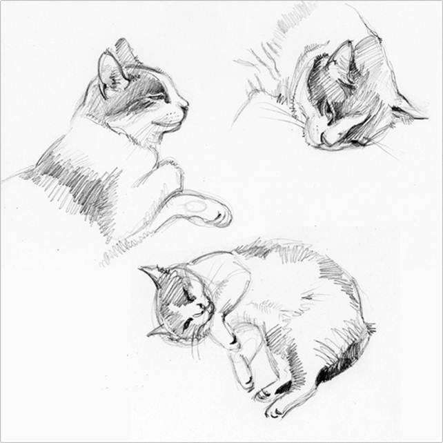 Чёрно-белые рисунки и картинки кошек, котиков - коллекция 4
