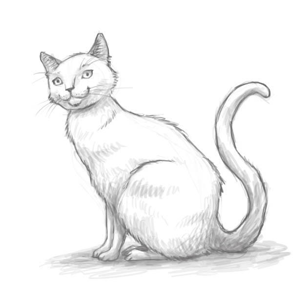 Чёрно-белые рисунки и картинки кошек, котиков - коллекция 5