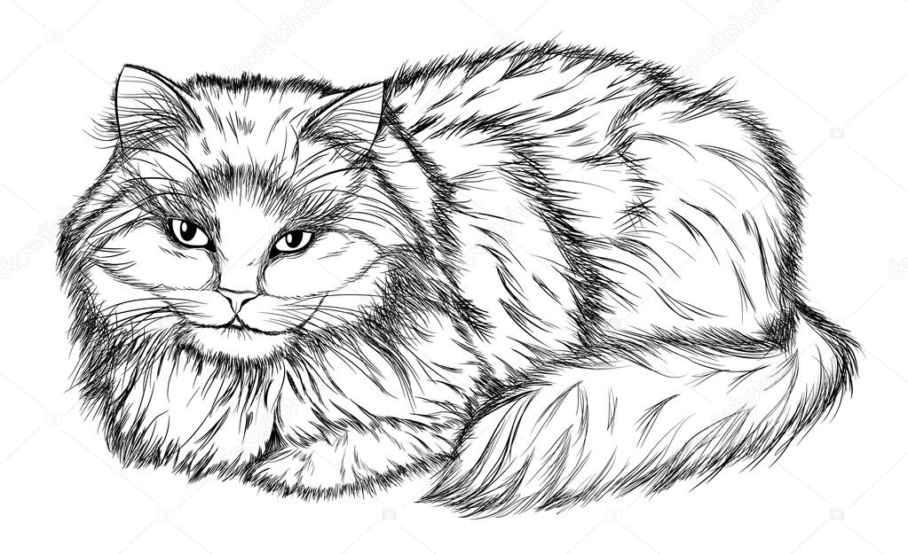 Чёрно-белые рисунки и картинки кошек, котиков - коллекция 9