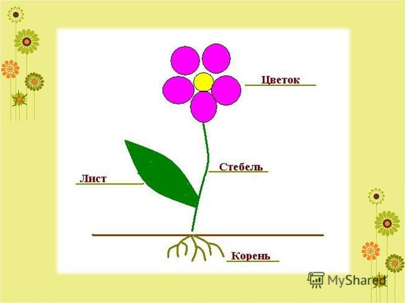 Цветок схема 1 класс. Строение цветов для дошкольников. Строение растения для детей. Строение растений для дошкольников. Строение цветка для дошкольников.