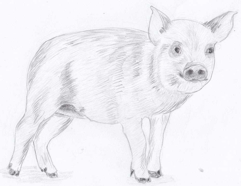 Свинья карандашом. Поросенок рисунок карандашом. Свинья зарисовка. Свинья простым карандашом.