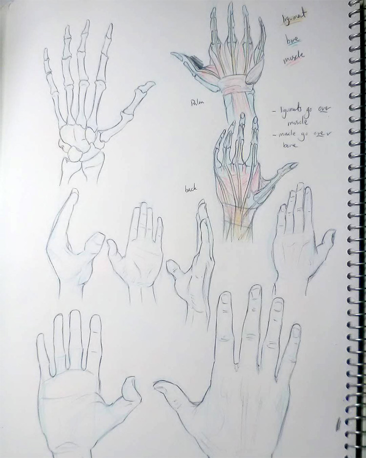 Drawing the hands and bones