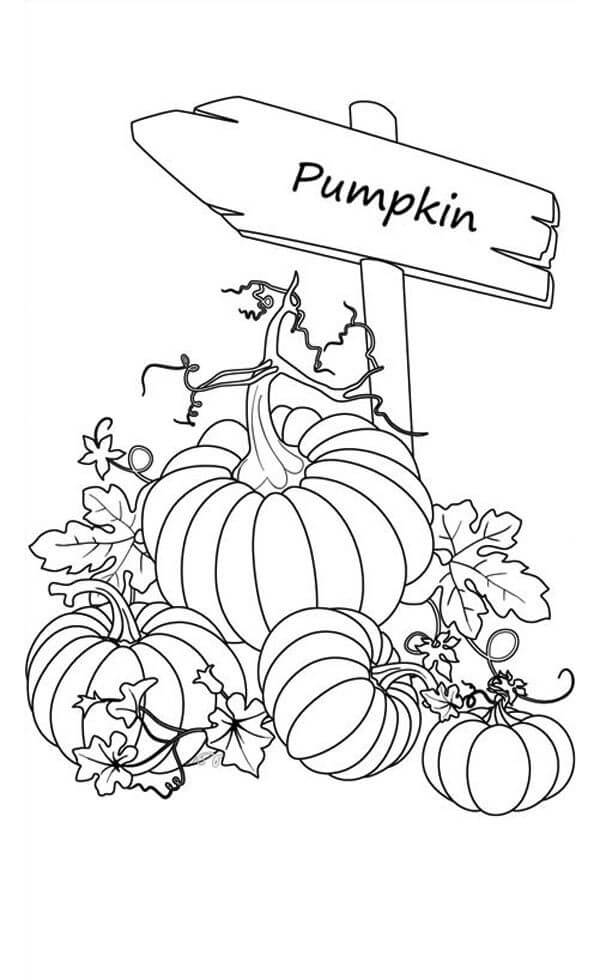 Pumpkin Coloring Pages for Adults Printable