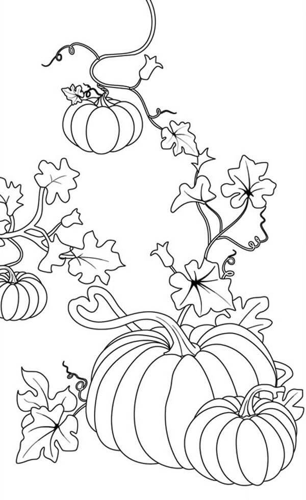 Pumpkin Vine Coloring Pages