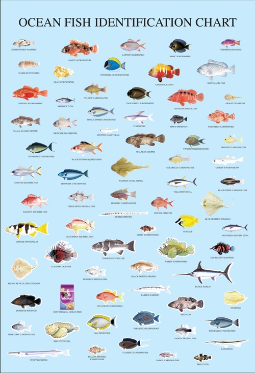 Морские рыбы   фото с названиями для детей (10)