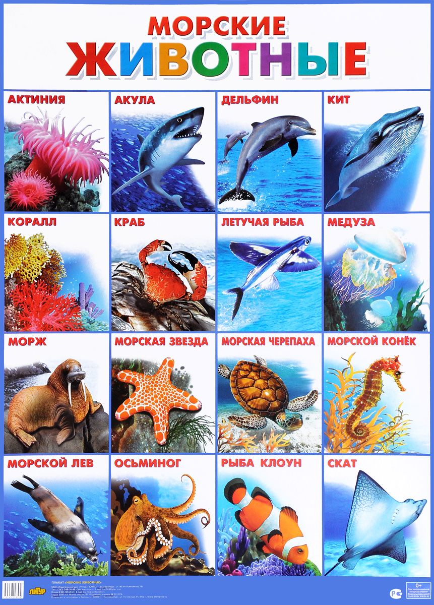 Морские рыбы   фото с названиями для детей (11)