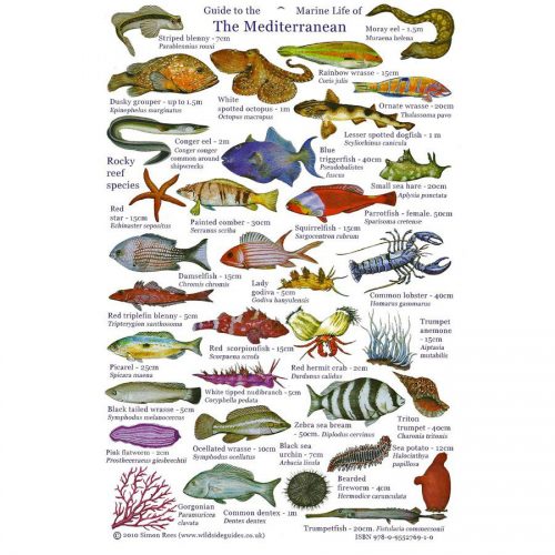 Морские рыбы   фото с названиями для детей (13)