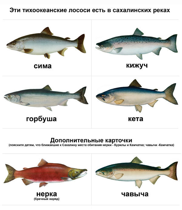 Морские рыбы   фото с названиями для детей (15)