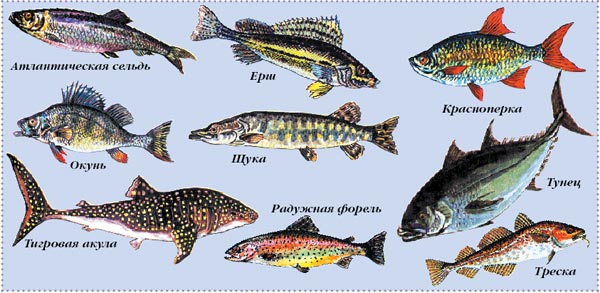 Морские рыбы   фото с названиями для детей (18)