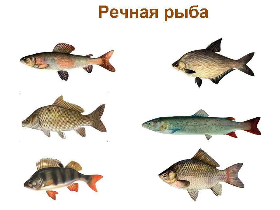Морские рыбы   фото с названиями для детей (19)