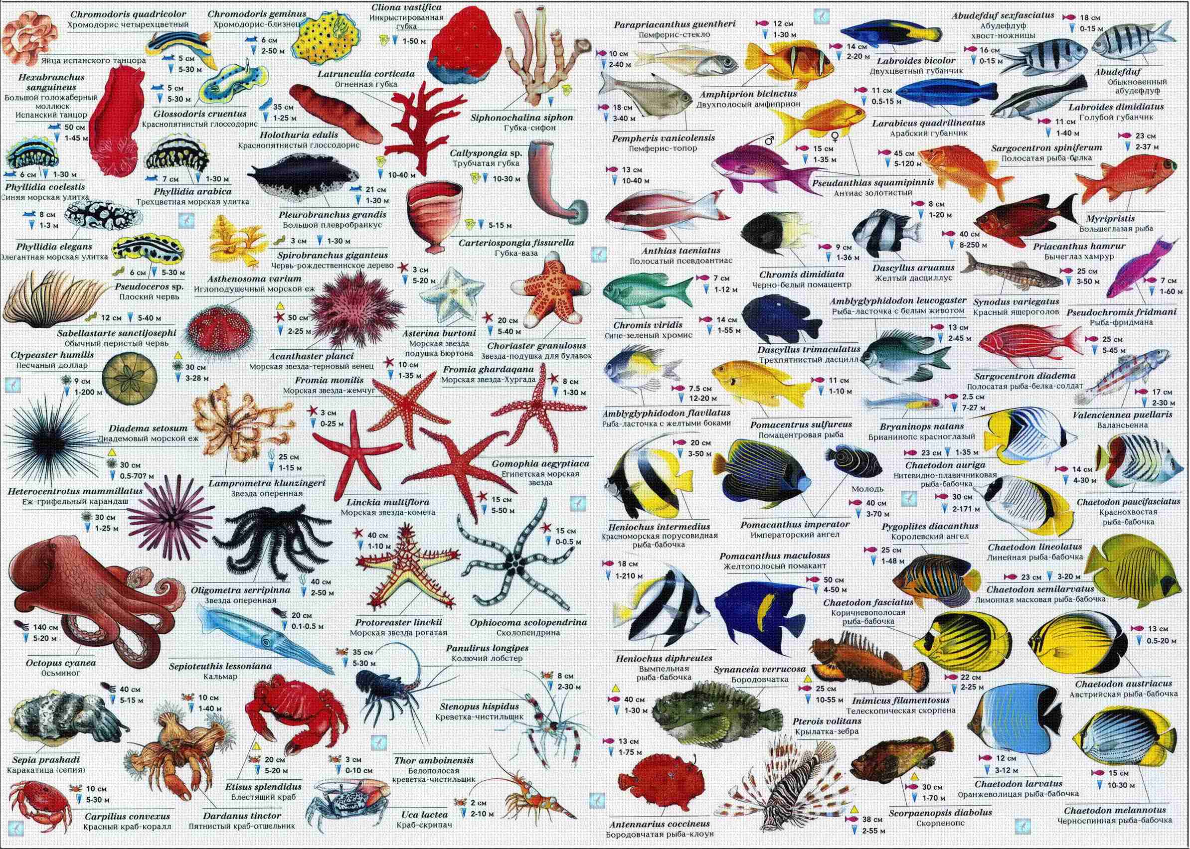 Морские рыбы   фото с названиями для детей (27)