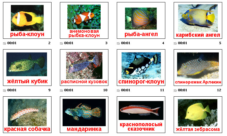 Морские рыбы   фото с названиями для детей (3)