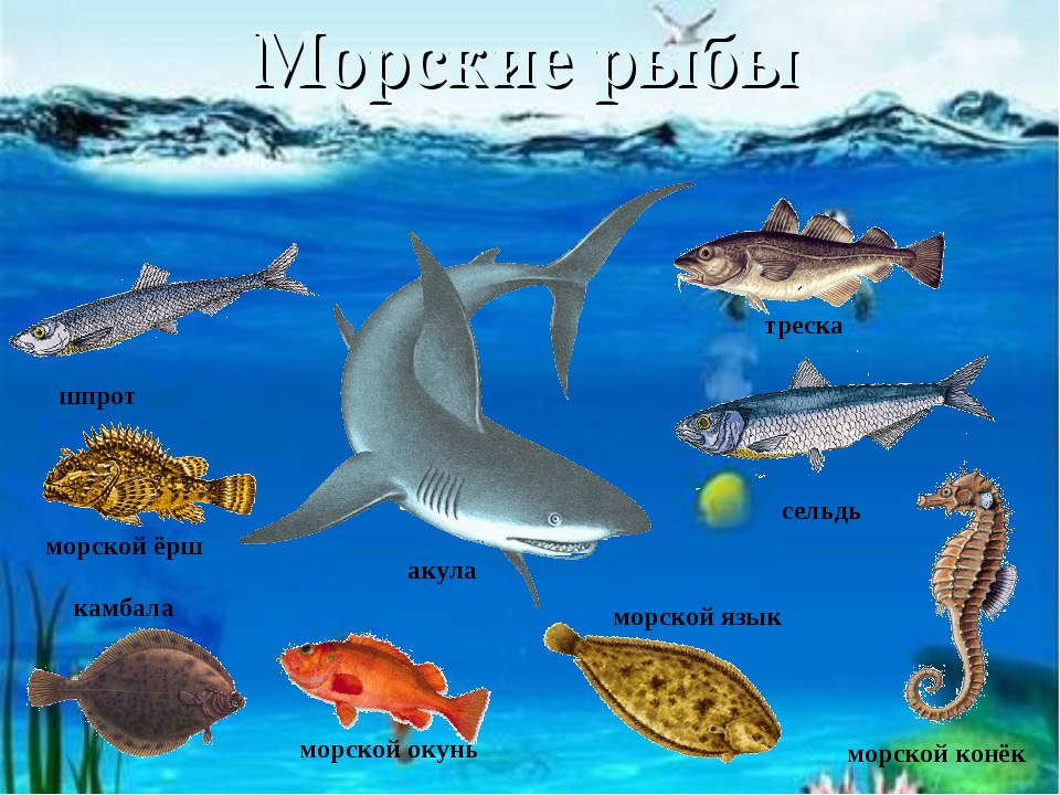 Морские рыбы   фото с названиями для детей (4)