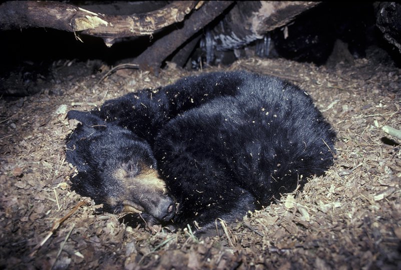Картинка Медведь спит в берлоге для детей   лучшие фото (17)