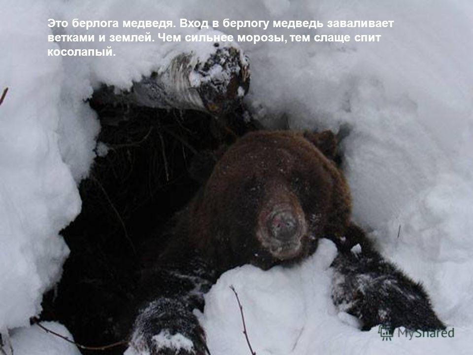 Картинка Медведь спит в берлоге для детей   лучшие фото (18)