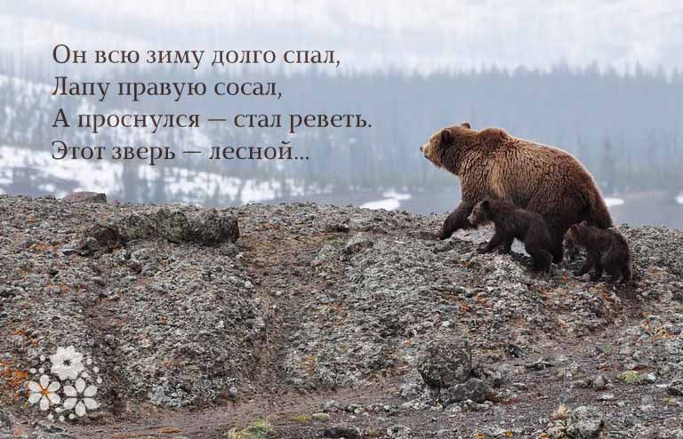 Картинка Медведь спит в берлоге для детей   лучшие фото (19)