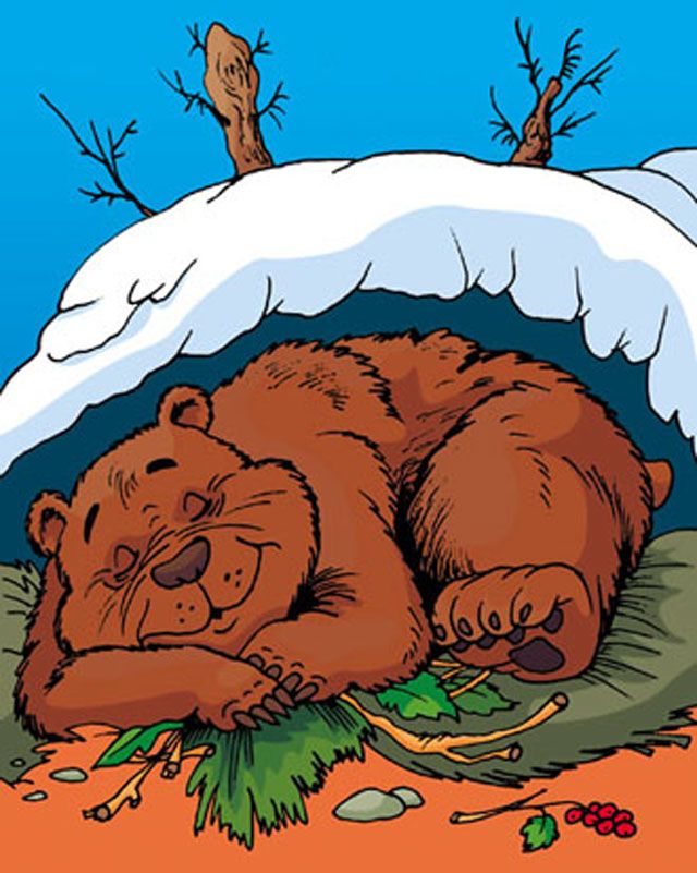 Картинка Медведь спит в берлоге для детей   лучшие фото (2)