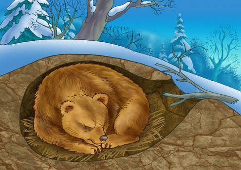 Картинка Медведь спит в берлоге для детей   лучшие фото (3)