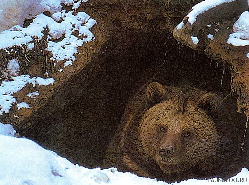 Картинка Медведь спит в берлоге для детей   лучшие фото (9)