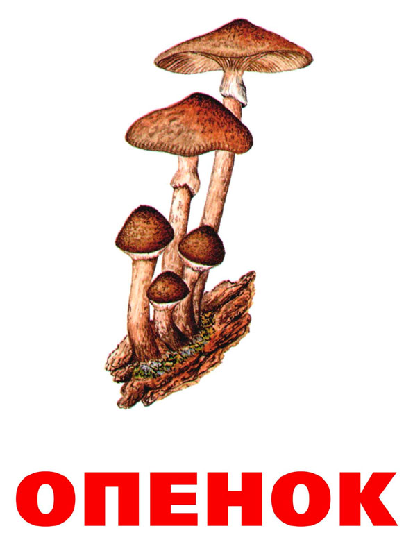 Картинки несъедобных грибов для детей с названиями   сборка (10)