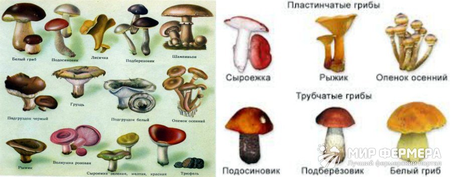 Картинки несъедобных грибов для детей с названиями   сборка (12)