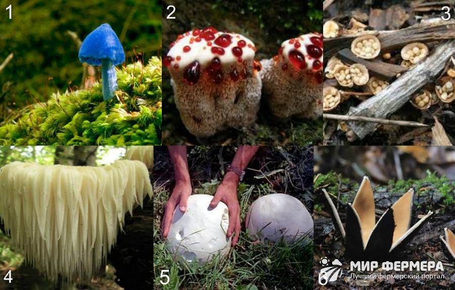 Картинки несъедобных грибов для детей с названиями   сборка (15)
