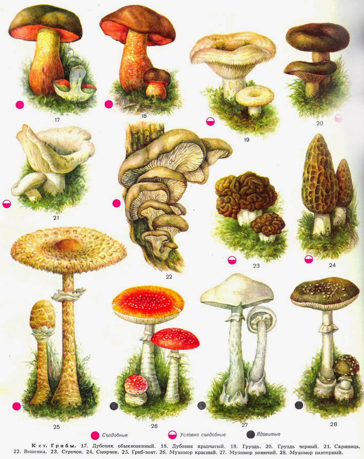 Картинки несъедобных грибов для детей с названиями   сборка (16)
