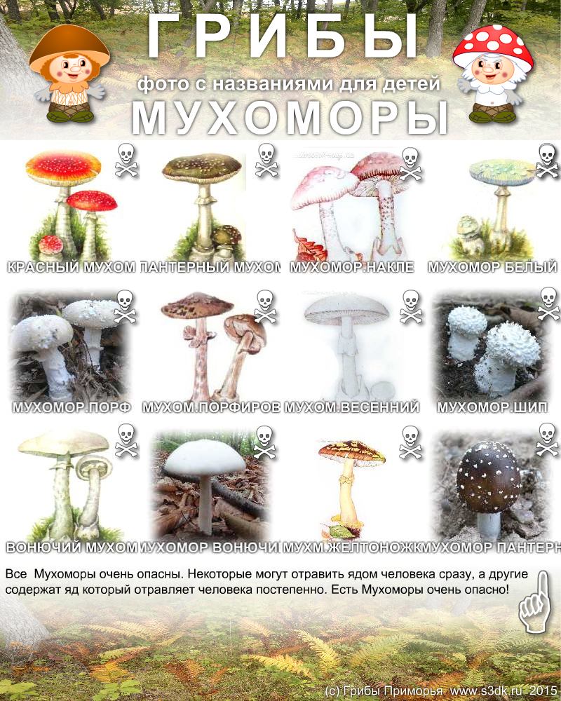 Картинки несъедобных грибов для детей с названиями   сборка (2)