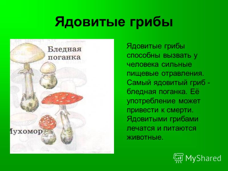 Картинки несъедобных грибов для детей с названиями   сборка (21)