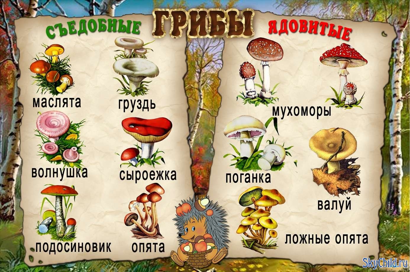 Картинки несъедобных грибов для детей с названиями   сборка (22)