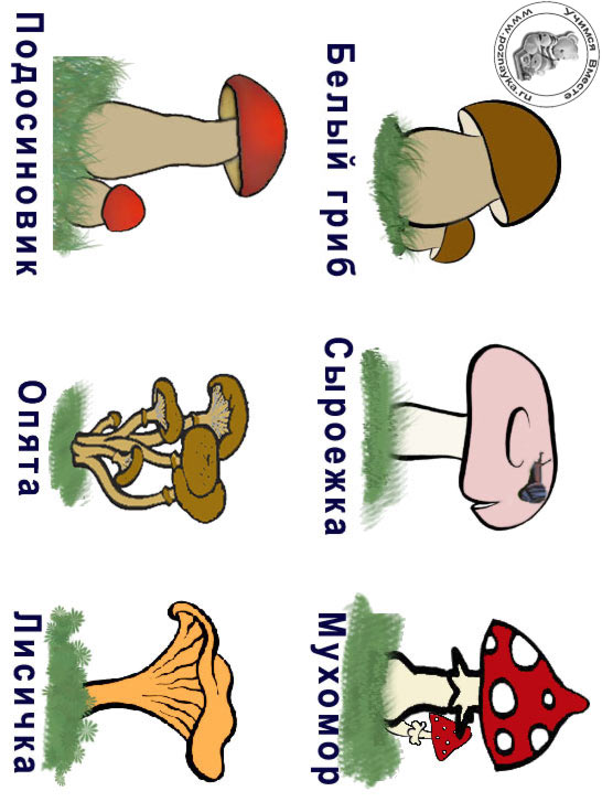 Картинки несъедобных грибов для детей с названиями   сборка (24)