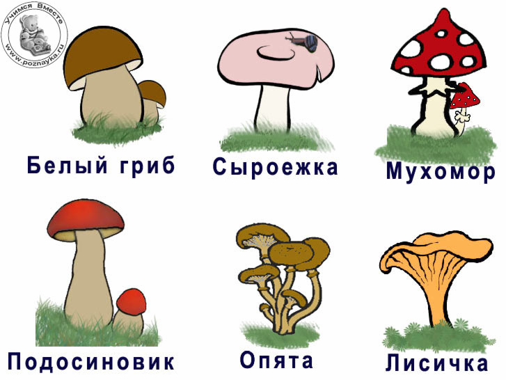 Картинки несъедобных грибов для детей с названиями   сборка (27)