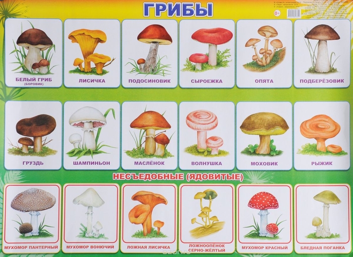 Картинки несъедобных грибов для детей с названиями   сборка (30)