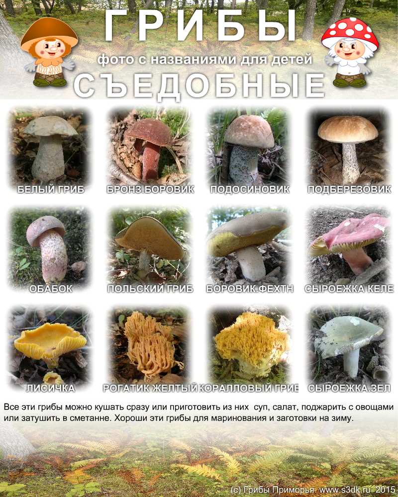 Картинки несъедобных грибов для детей с названиями   сборка (5)
