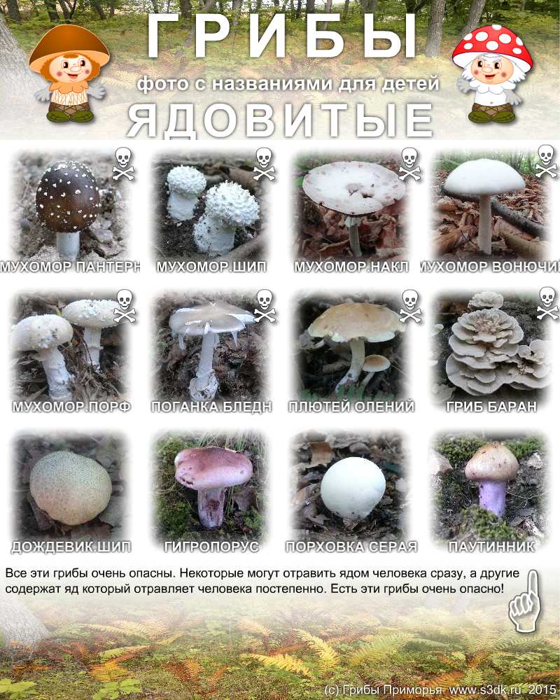 Картинки несъедобных грибов для детей с названиями   сборка (6)