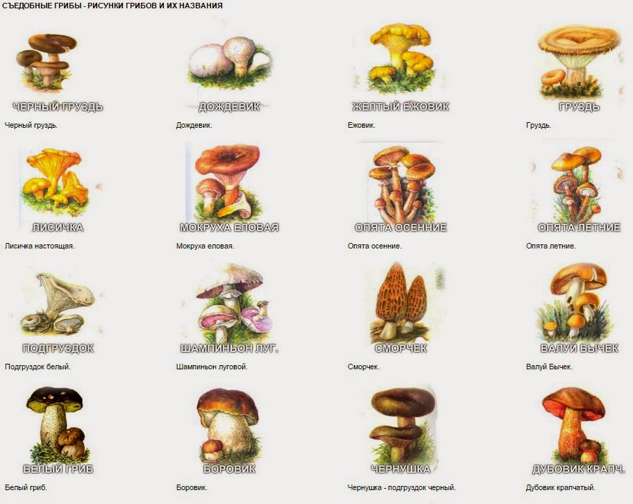 Картинки несъедобных грибов для детей с названиями   сборка (7)