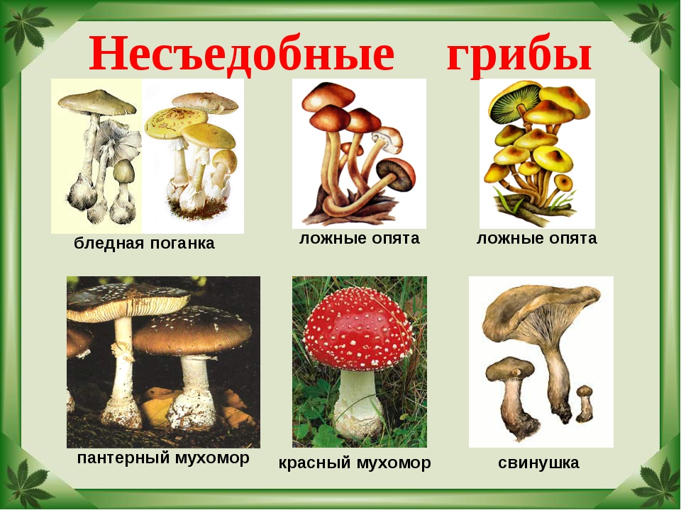 Картинки несъедобных грибов для детей с названиями   сборка (8)