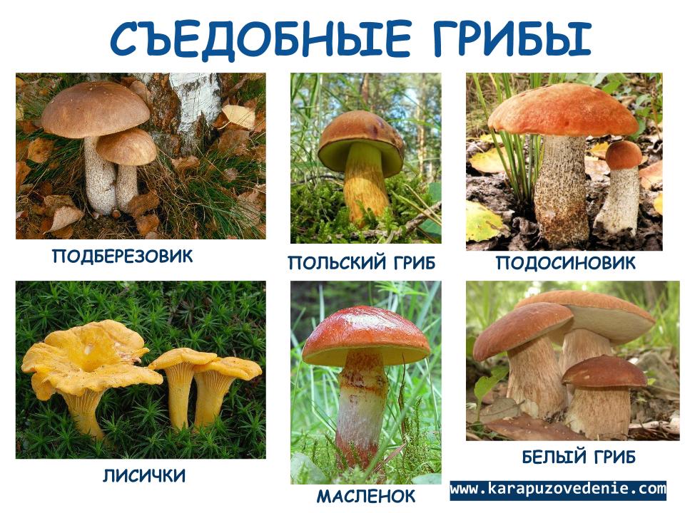 Картинки несъедобных грибов для детей с названиями   сборка (9)