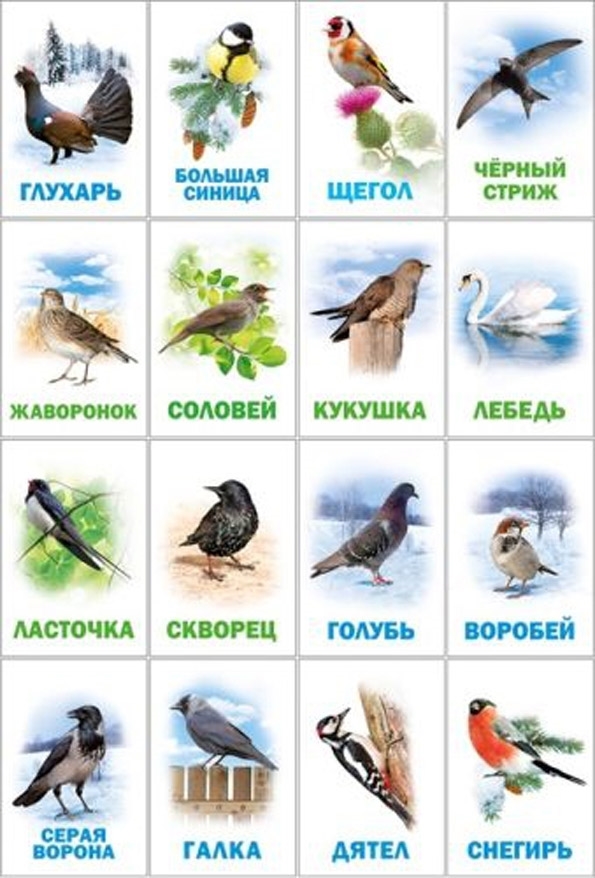 Названия перелетных птиц для детей   картинки 002