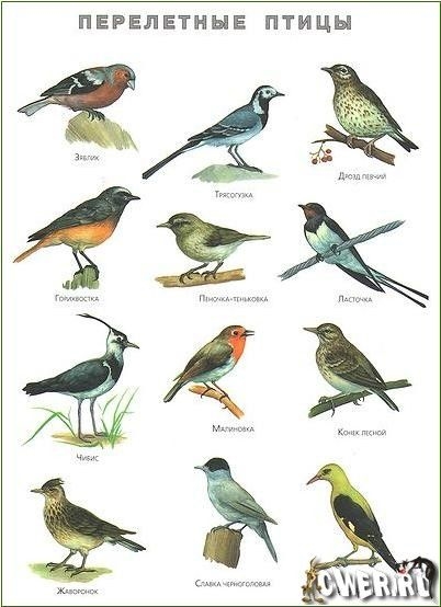 Названия перелетных птиц для детей   картинки 003