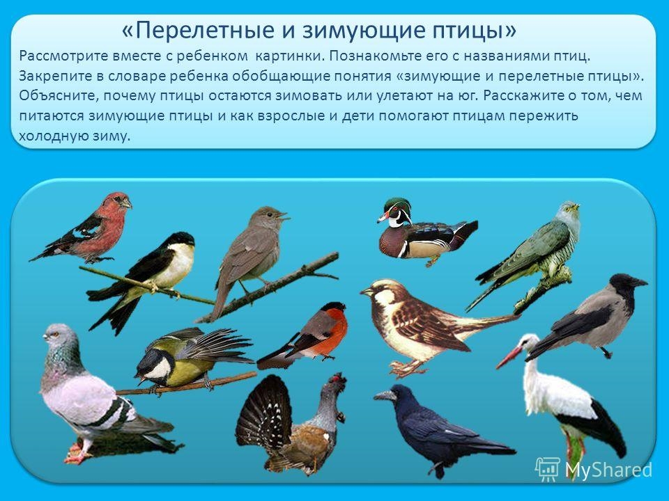 Названия перелетных птиц для детей   картинки 006