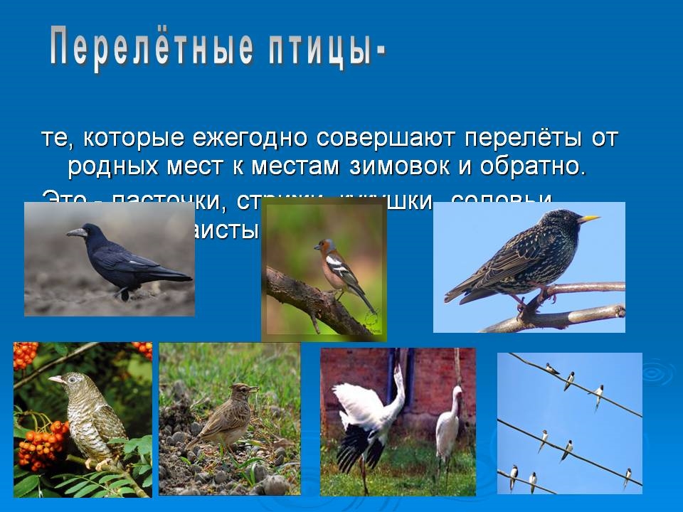 Названия перелетных птиц для детей   картинки 011