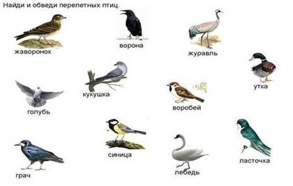 Названия перелетных птиц для детей   картинки 012