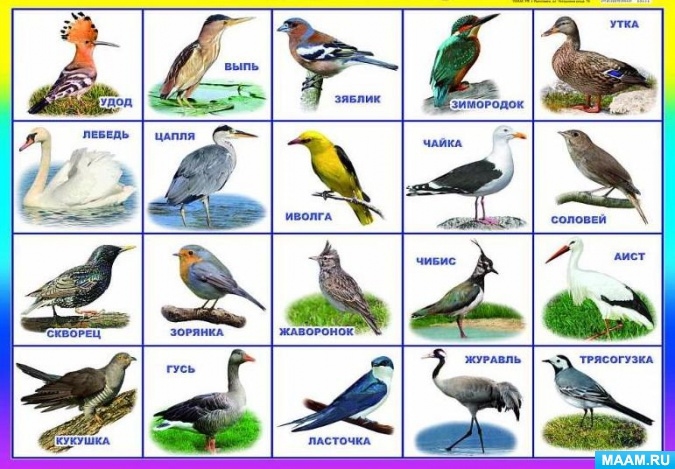 Названия перелетных птиц для детей   картинки 013