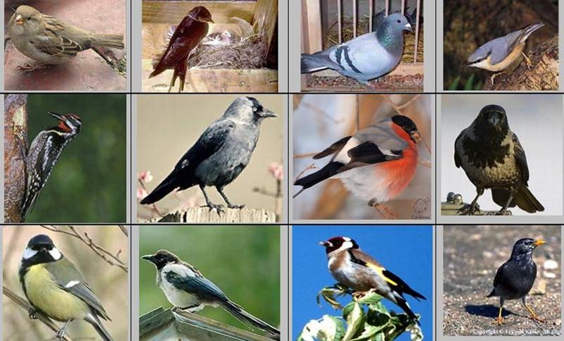 Названия перелетных птиц для детей   картинки 016
