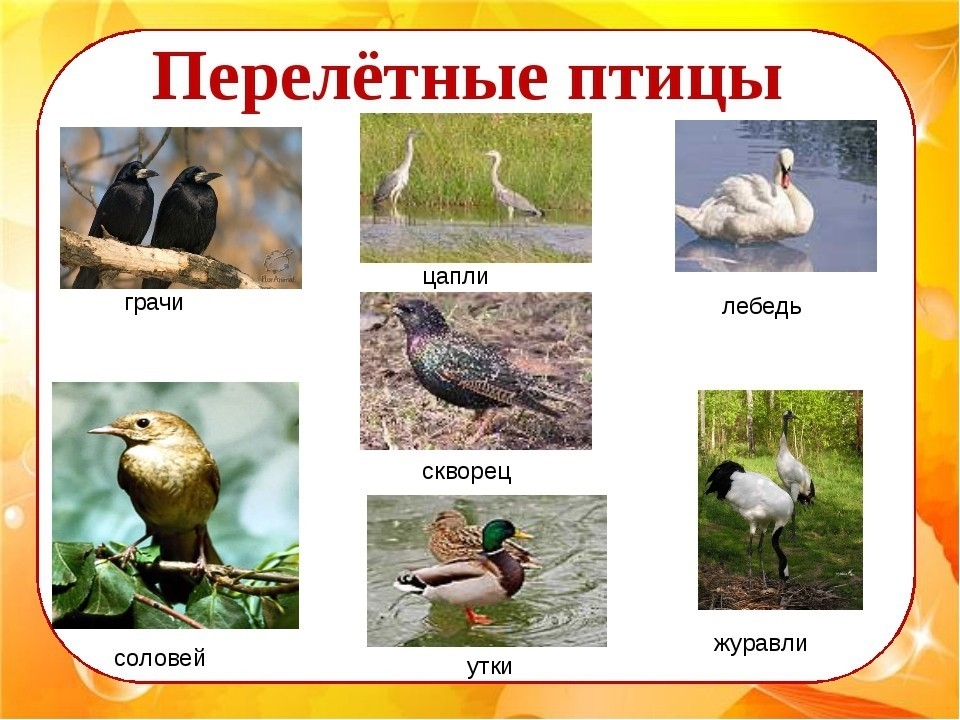 Названия перелетных птиц для детей   картинки 018
