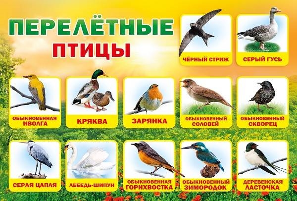 Названия перелетных птиц для детей   картинки 019