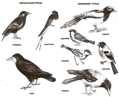 Названия перелетных птиц для детей   картинки 020