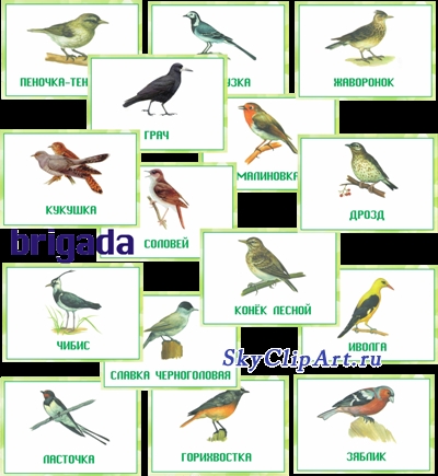 Названия перелетных птиц для детей   картинки 021